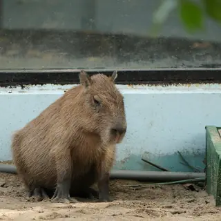 Капибара — фото 8 из коллекции kapib.ru